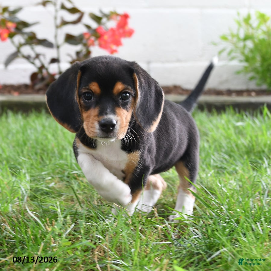 Beagle dogs Rosie - Ad 2