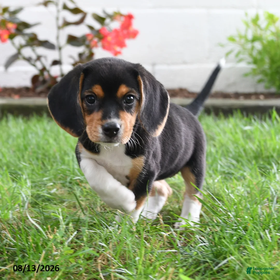 Beagle dogs for sale: Rosie - Ad 2
