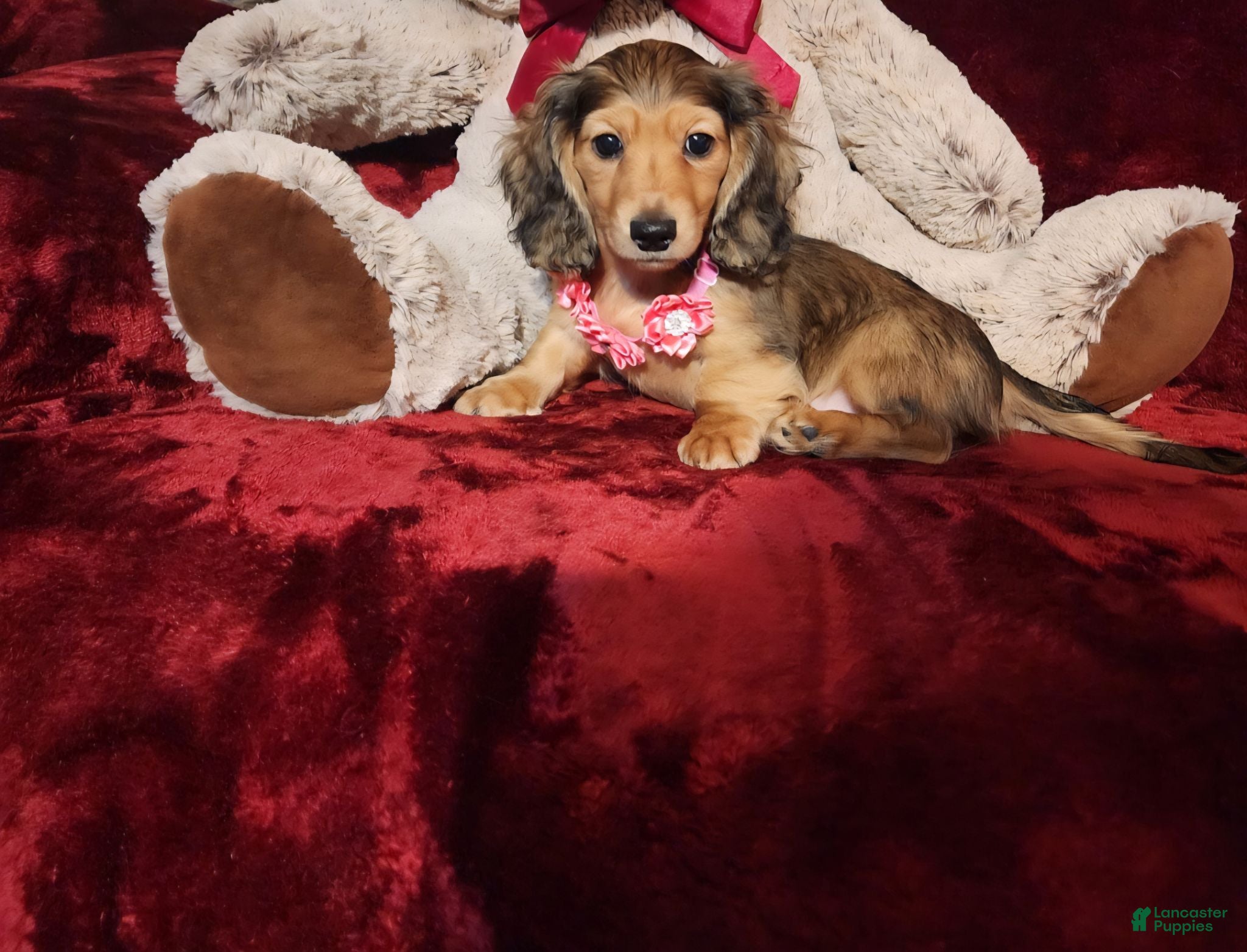 Miniature Dachshund dogs HONEY  - Ad 30