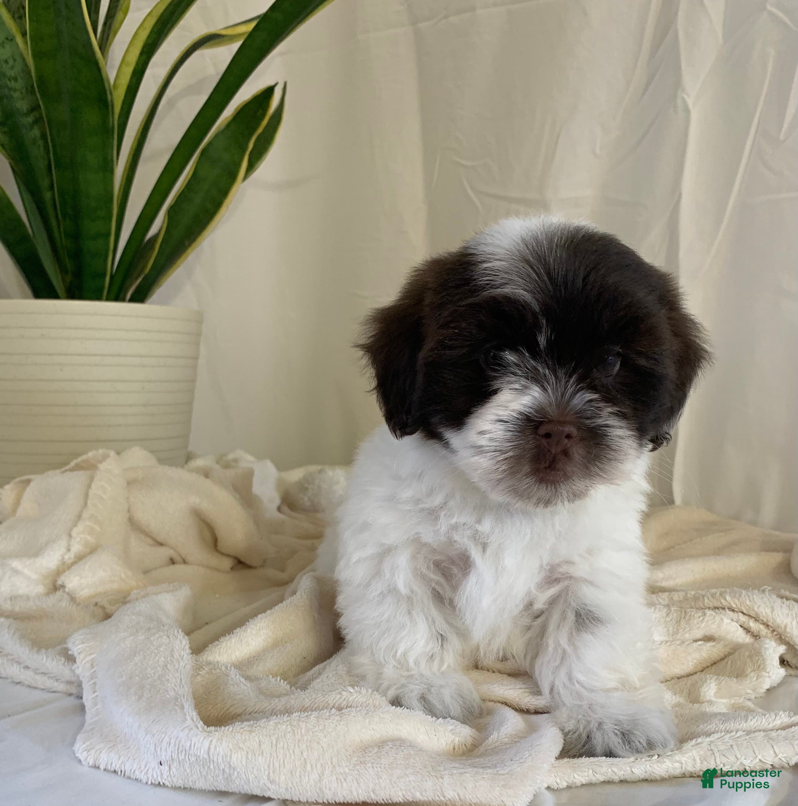 Havanese dogs Chloe Havanese Puppy  - Ad 1