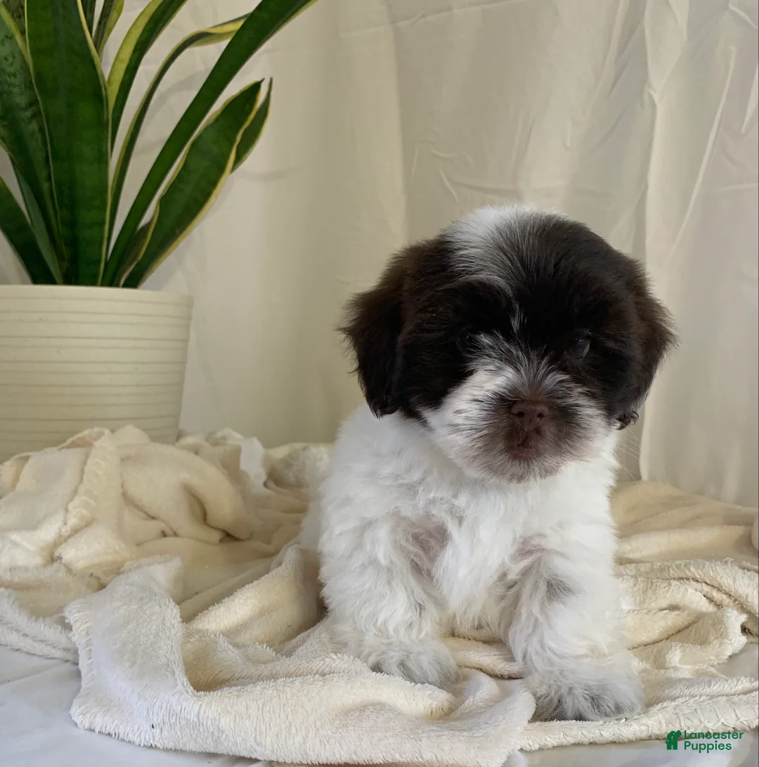 Havanese dogs for sale: Chloe Havanese Puppy  - Ad 1