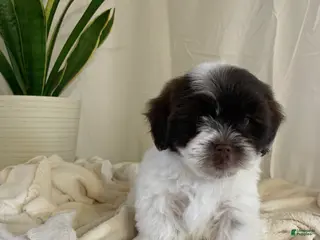 Havanese dogs for sale: Chloe Havanese Puppy - Ad 3
