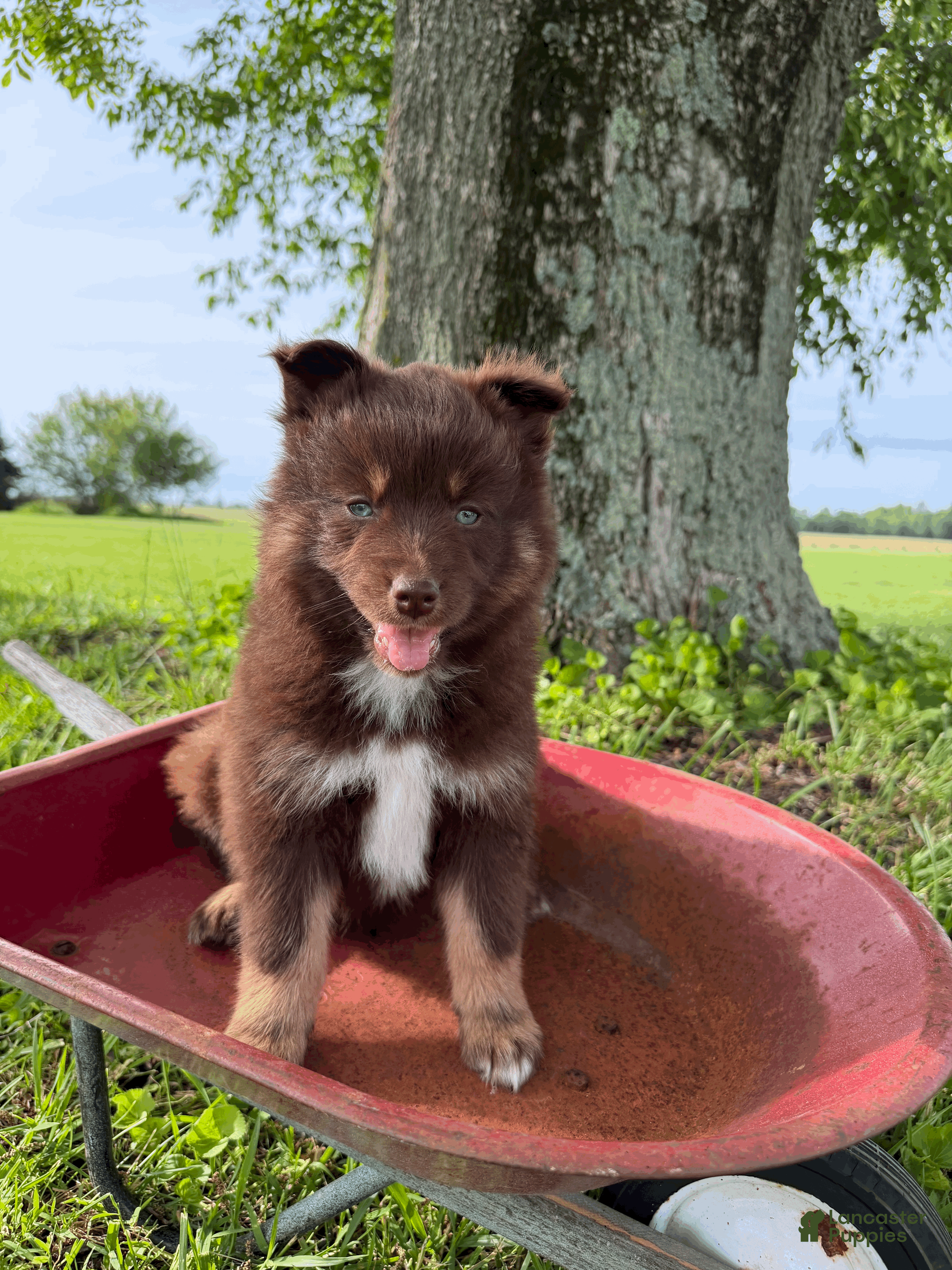 Pomsky dogs Theo - Ad 2