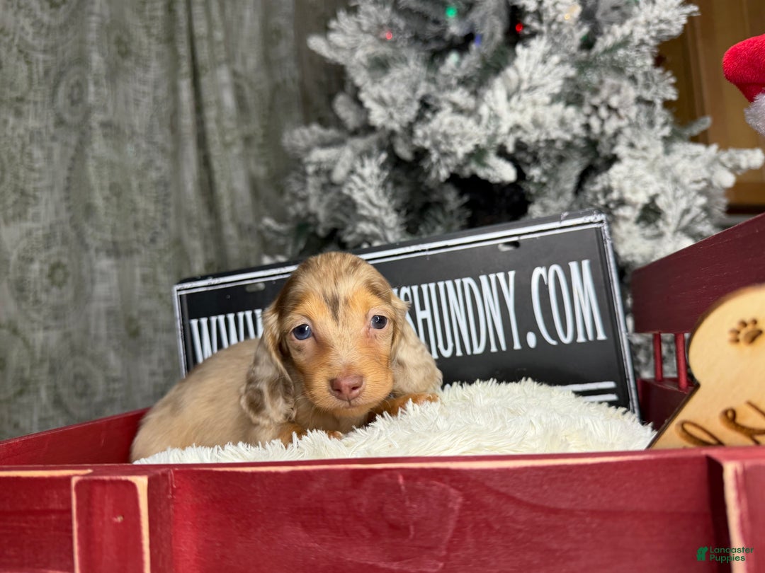 Miniature Dachshund dogs for sale: Bright blue eye - Ad 11