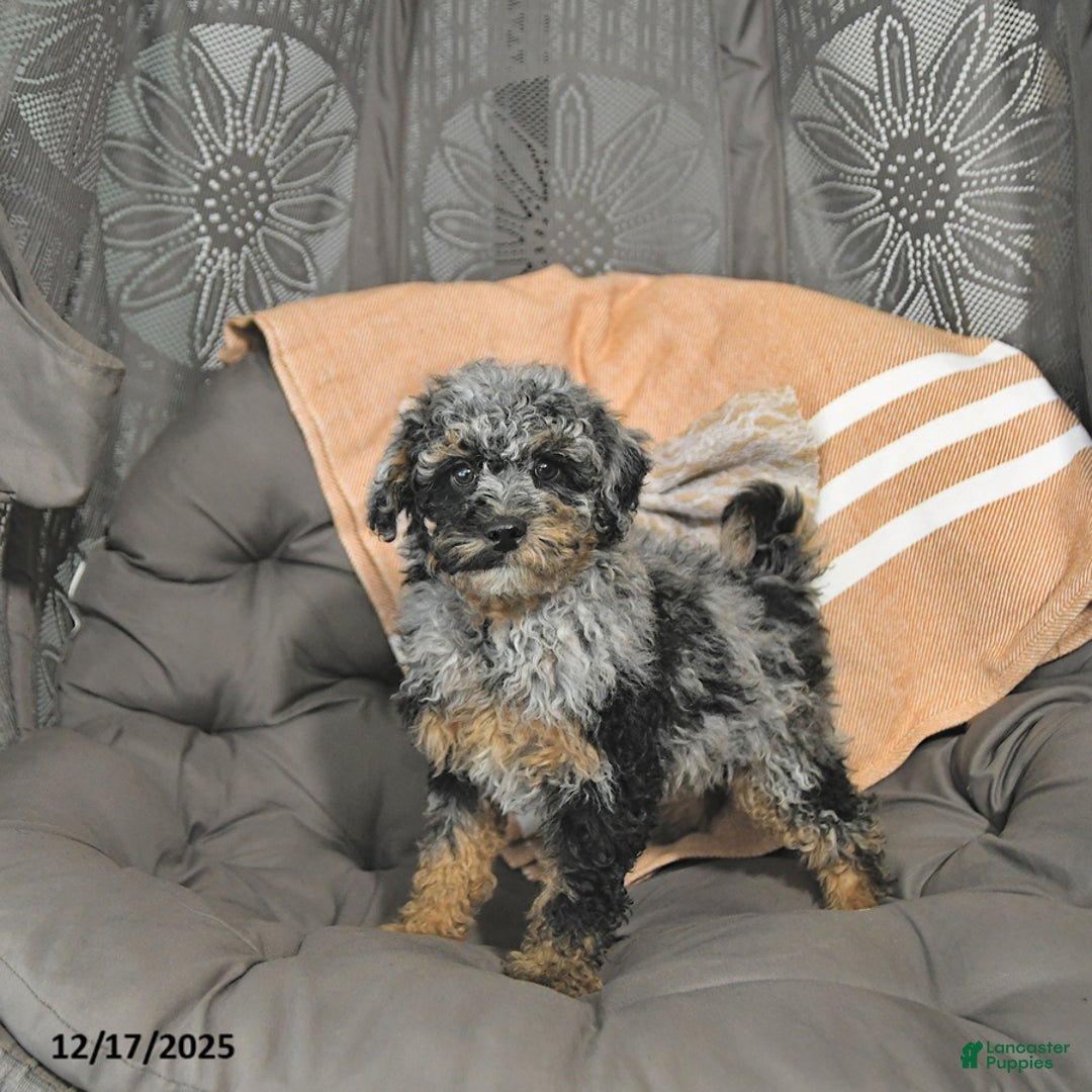 Miniature Poodle dogs for sale: Andy - Ad 3