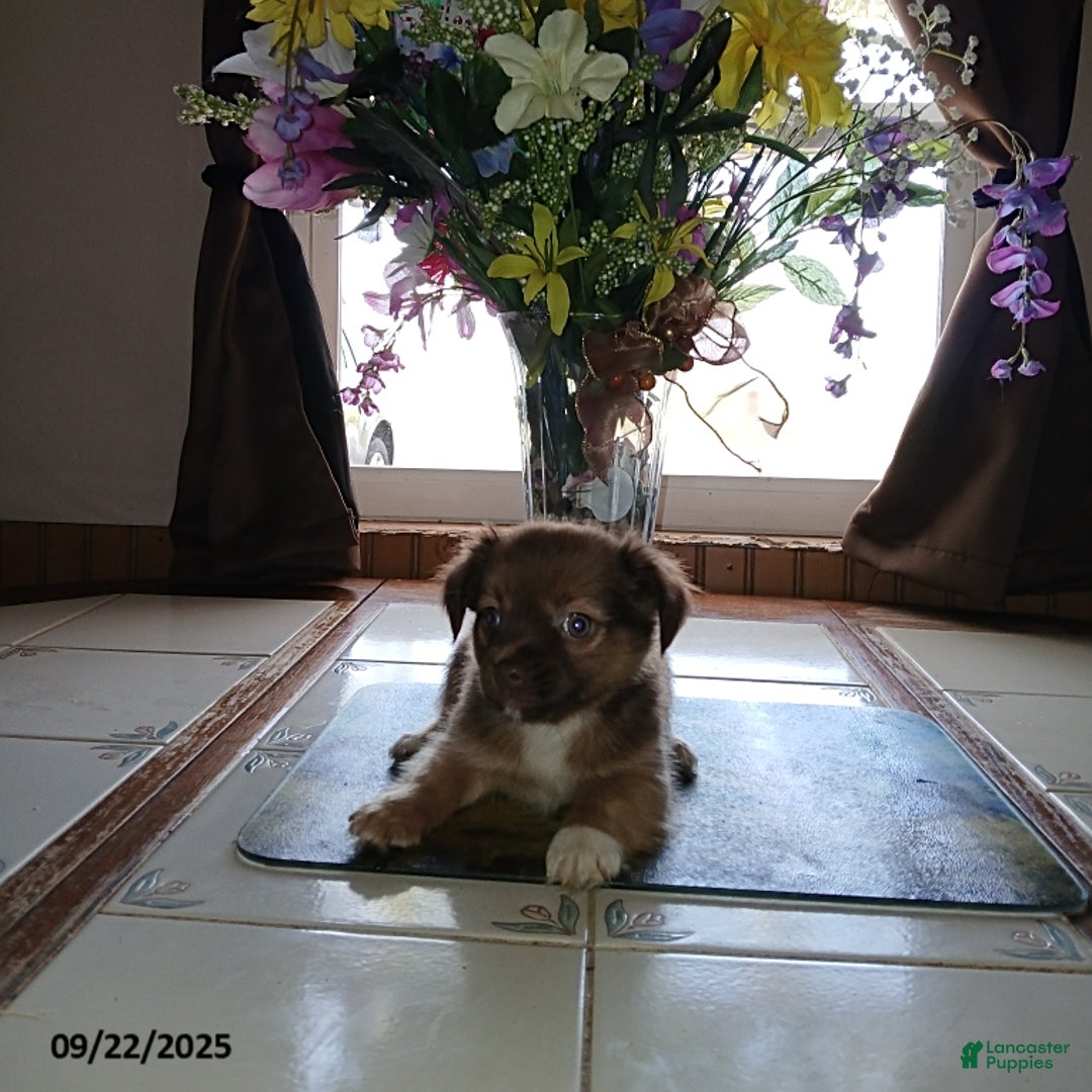 Chihuahua dogs for sale: Rocky - Ad 2