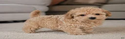 Miniature Poodle dogs for sale: Tucker - Ad 6