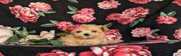 Maltipoo dogs for sale: Brylee 8 lbs Full Grown - Ad 5