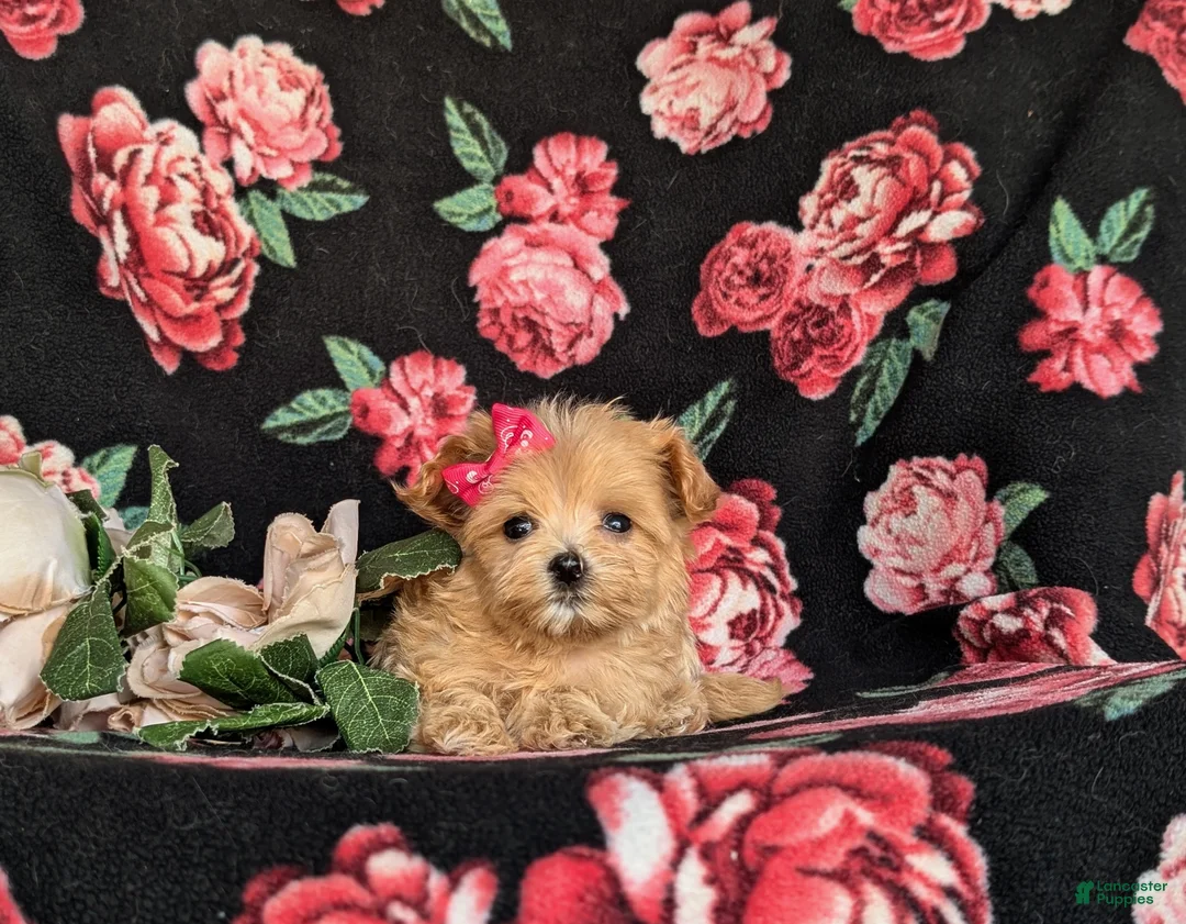Maltipoo dogs for sale: Brylee 8 lbs Full Grown - Ad 5