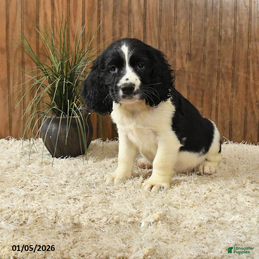 English Springer Spaniel dogs Freddy - Ad 4