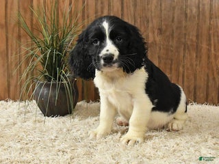 English Springer Spaniel dogs Freddy - Ad 7
