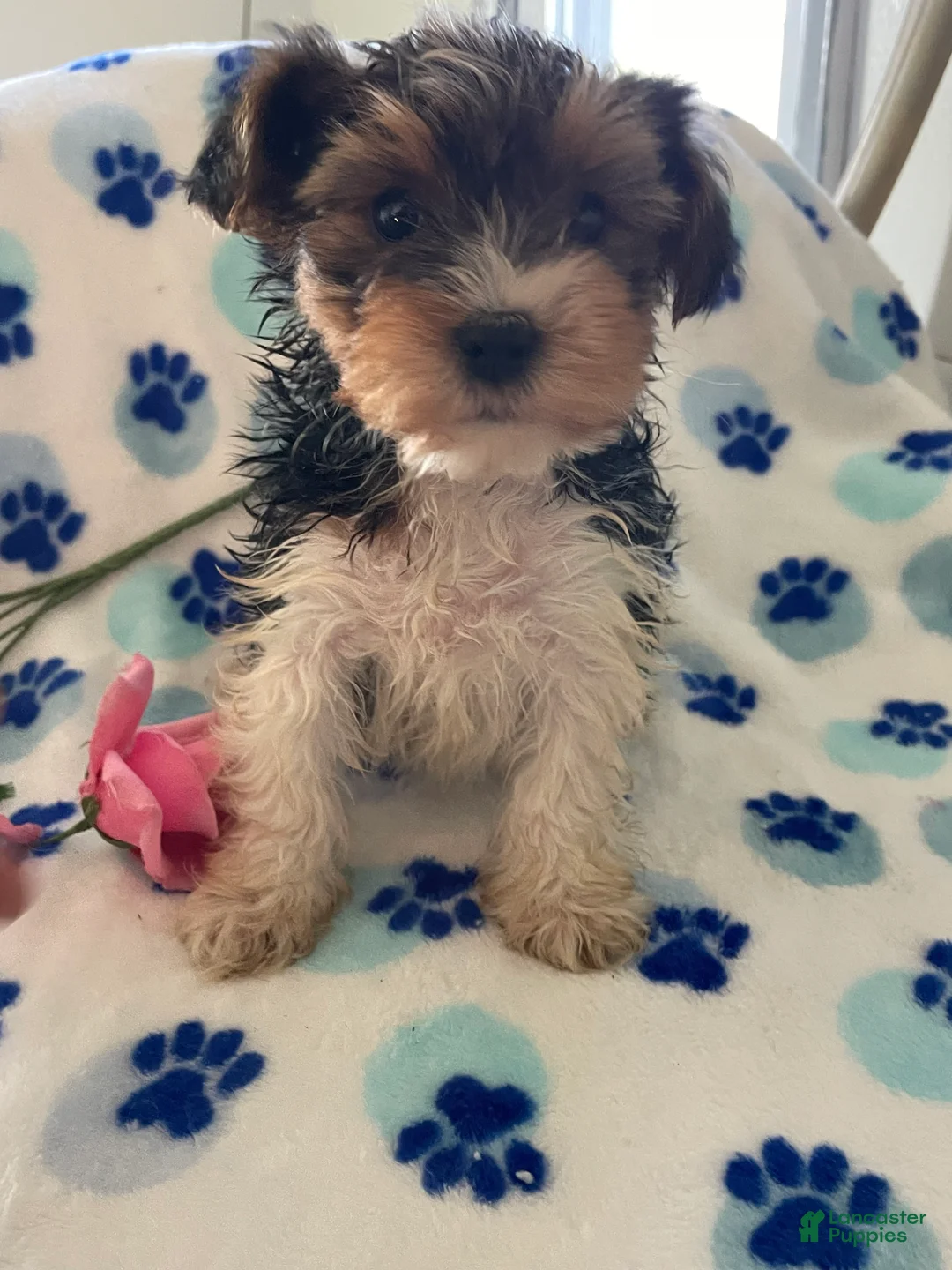 Mixed Breed dogs for sale: Rocket - Ad 4