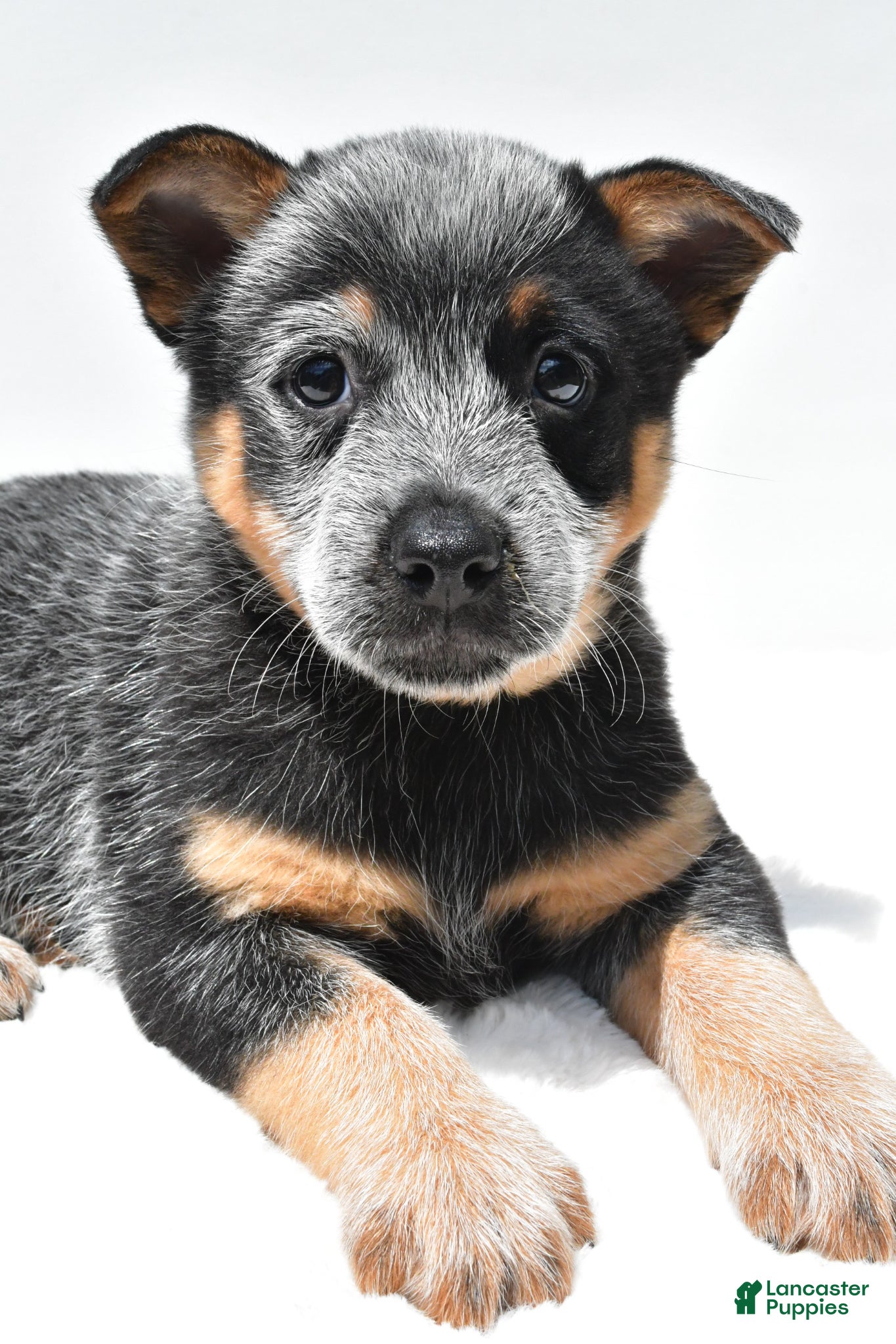 Australian Cattle Dog dogs Riley - Ad 2