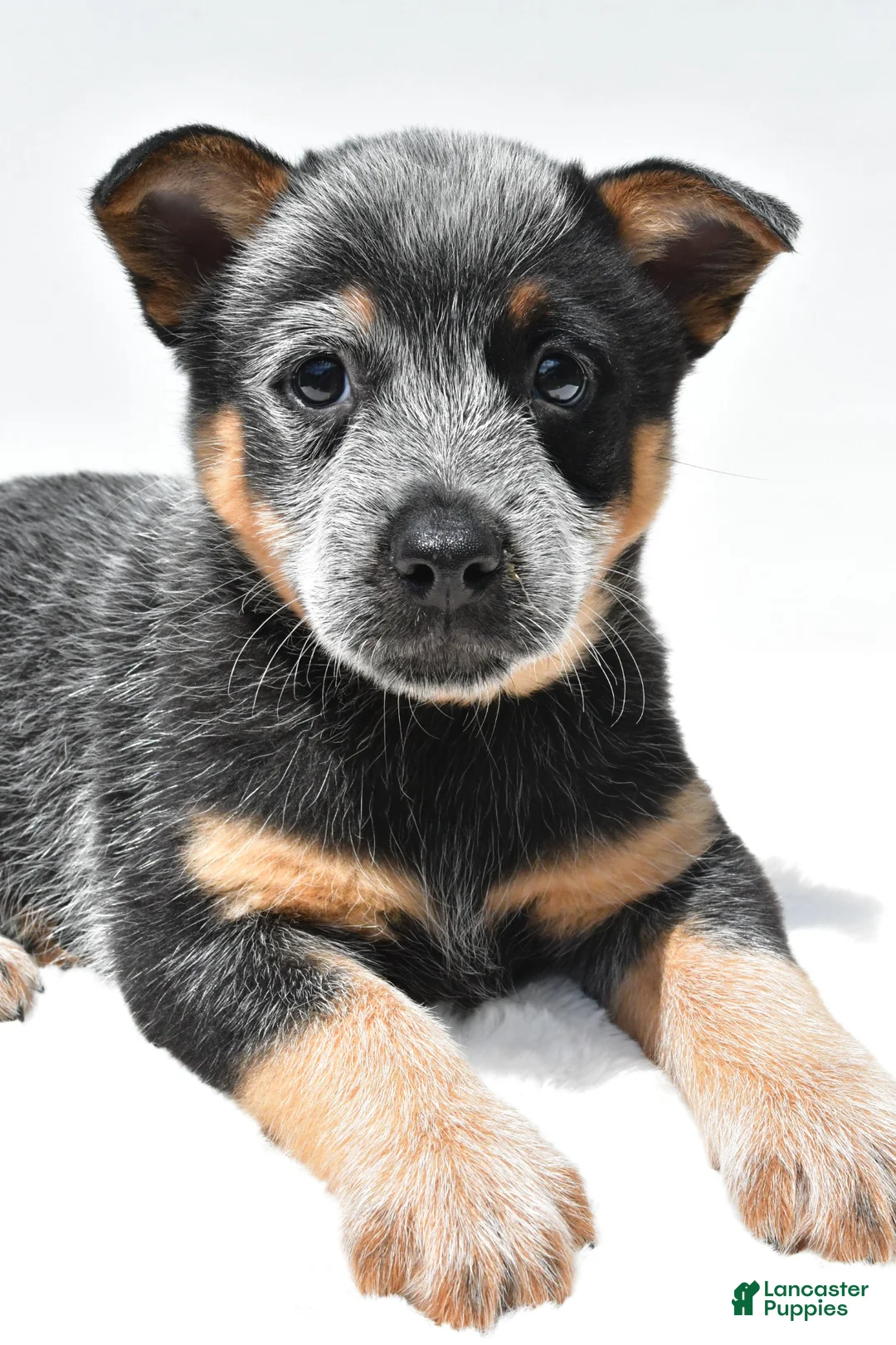 Australian Cattle Dog dogs for sale: Riley - Ad 2