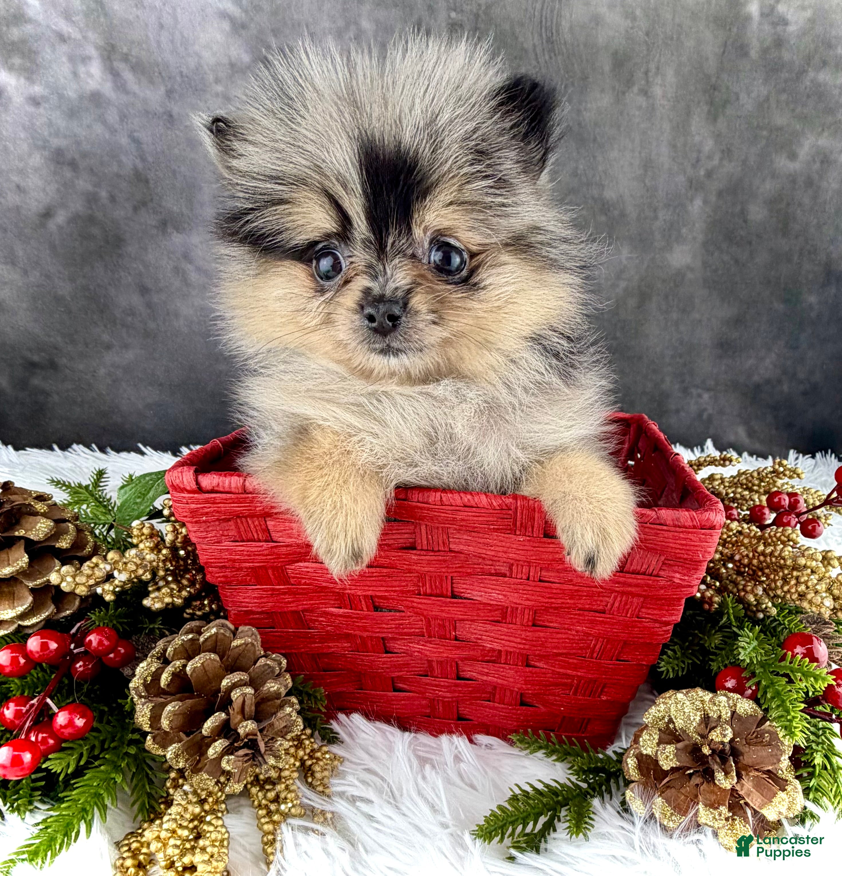 Pomeranian dogs Grace AKC - Ad 19
