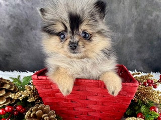 Pomeranian dogs Grace AKC - Ad 28