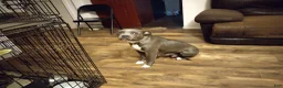 American Pit Bull Terrier dogs for sale: American Pit Bull Terrier 1 - Ad 3