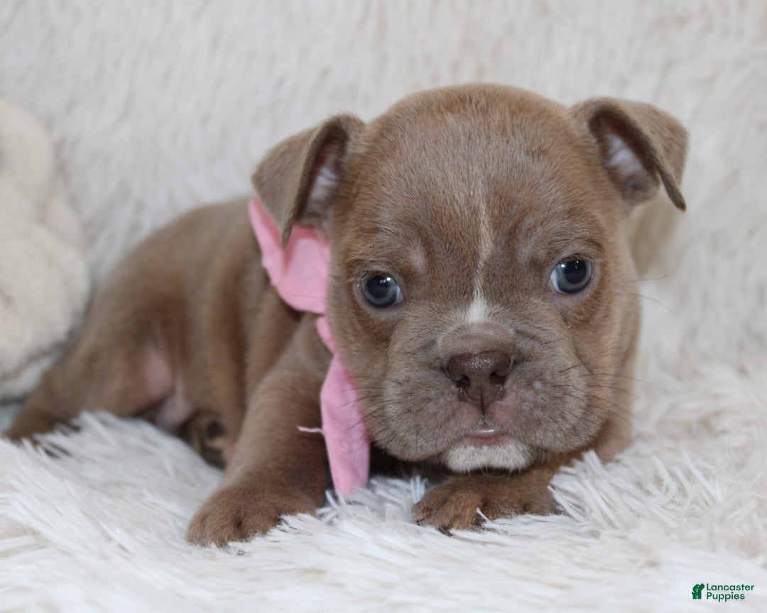 English Bulldog dogs for sale: Poppy - Ad 1