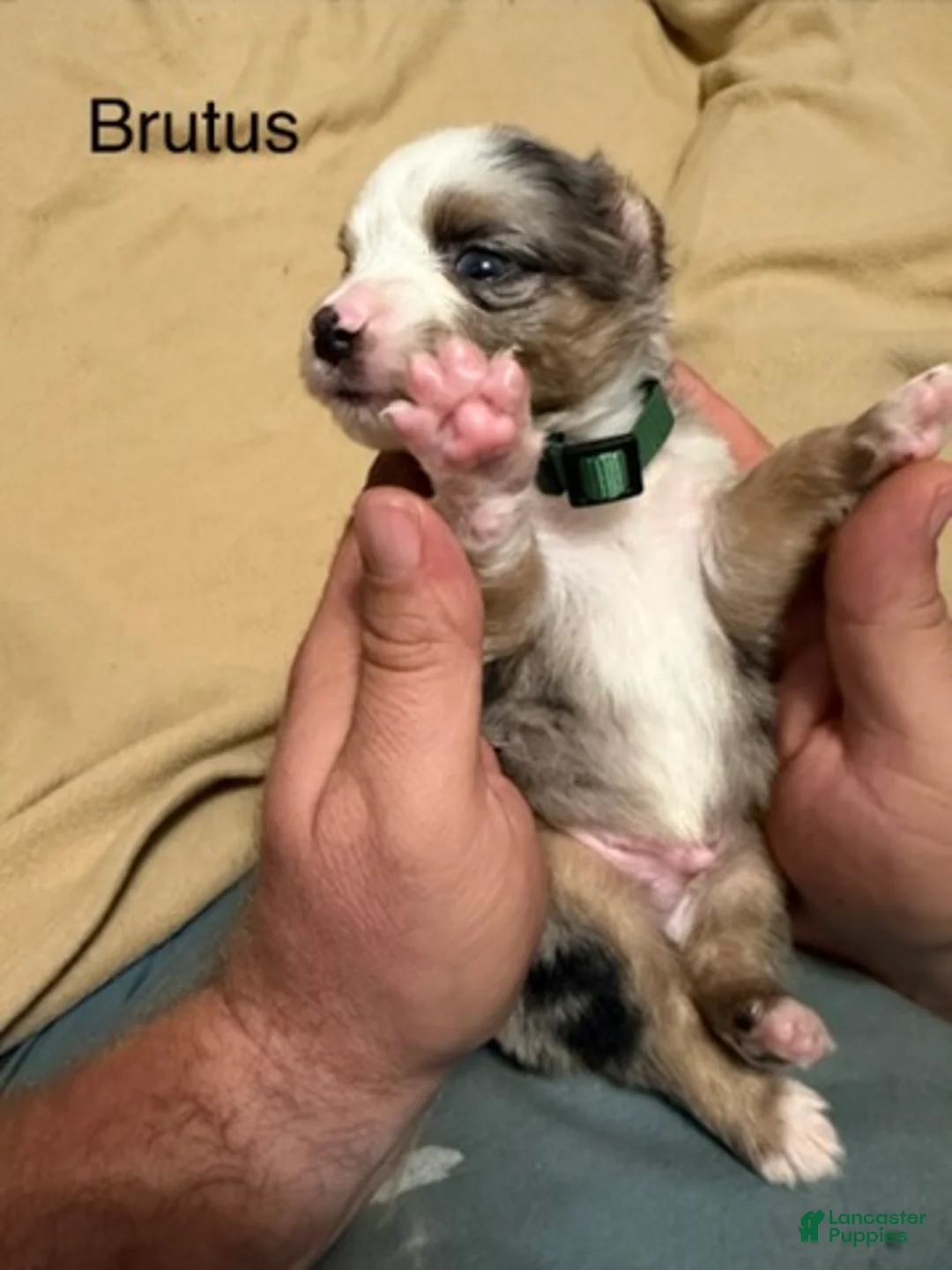 Miniature Australian Shepherd dogs for sale: Brutus - Ad 2