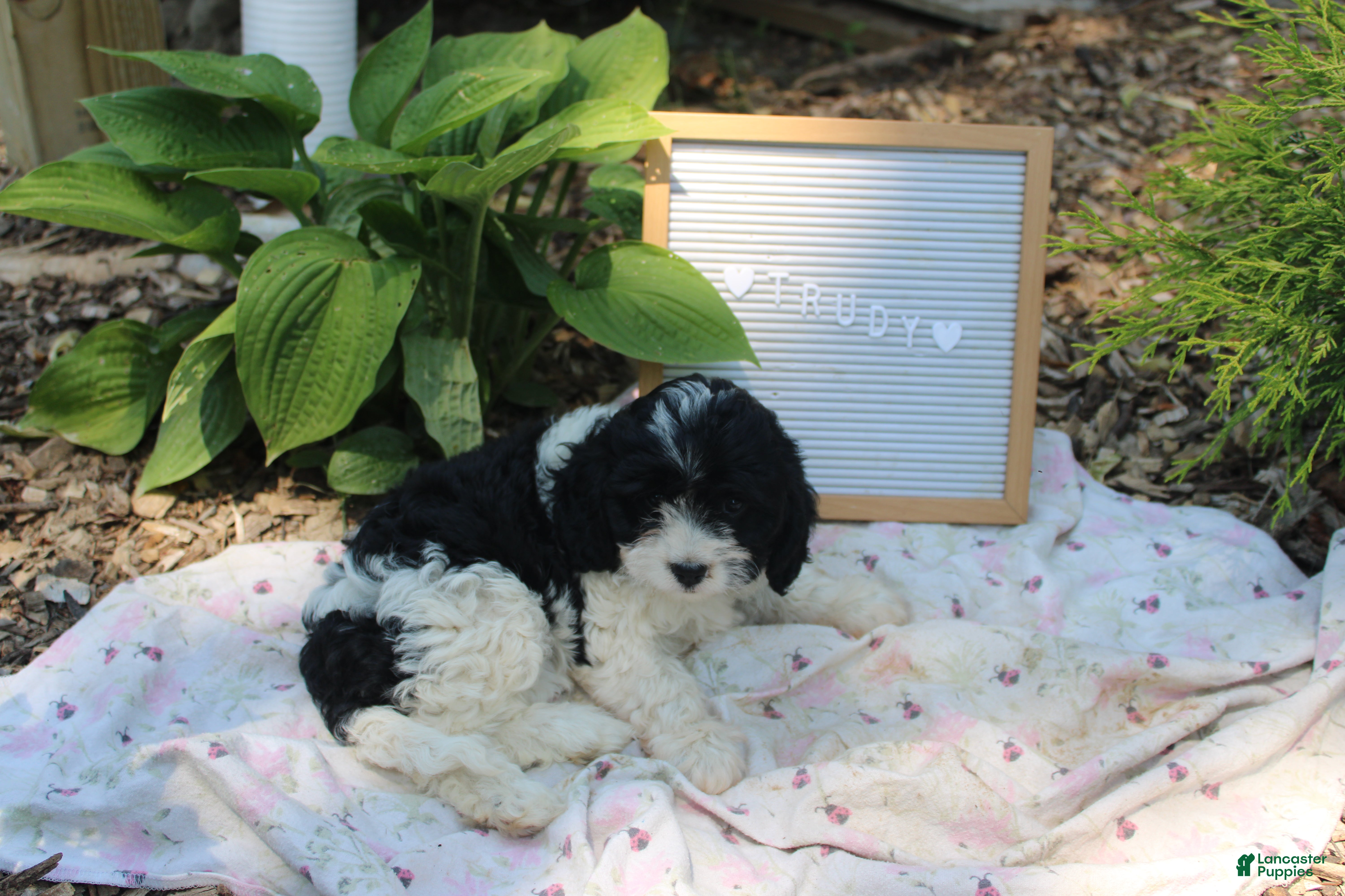 Cavapoo dogs Lily - Ad 2