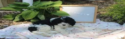 Cavapoo dogs for sale: Sparkle - Ad 7