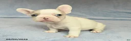 French Bulldog dogs for sale: Vernon - Ad 1