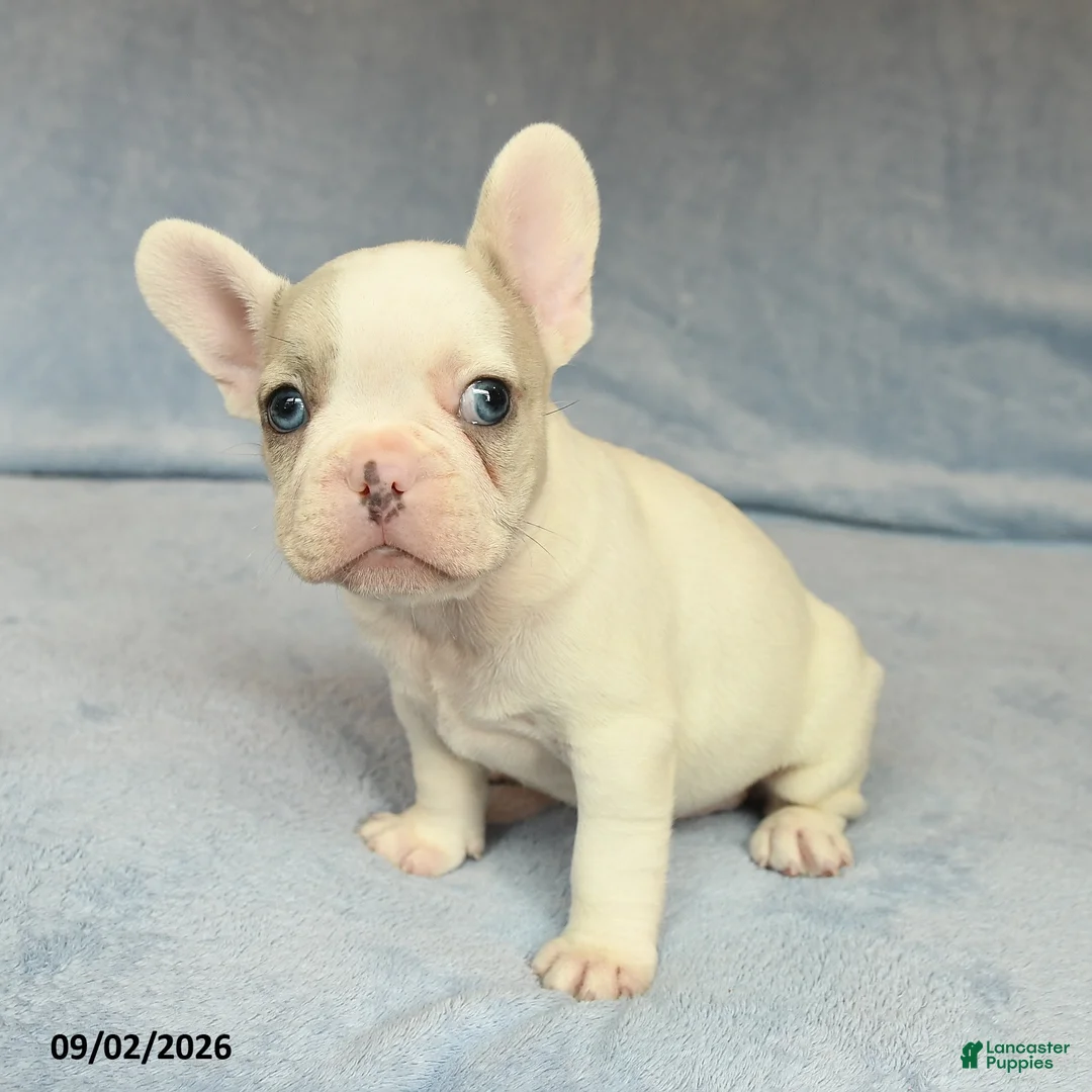 French Bulldog dogs for sale: Vernon - Ad 1