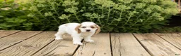 Cocker Spaniel dogs for sale: Freckles  - Ad 4