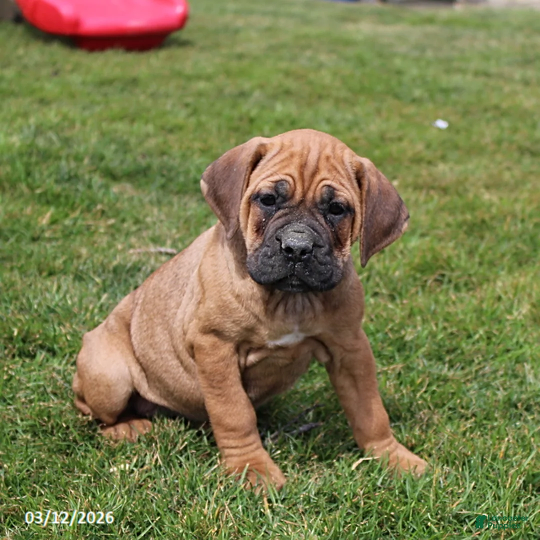 Cane Corso dogs for sale: Giggles - Ad 1