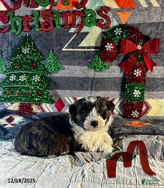 Sheltiedoodle dogs Patches - Ad 2