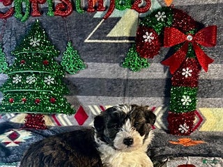 Sheltiedoodle dogs Patches - Ad 2