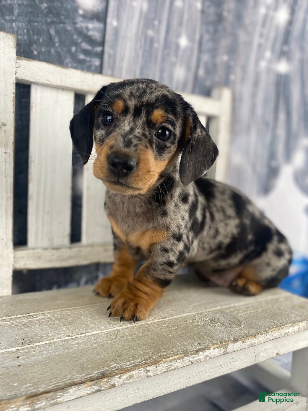 Miniature Dachshund dogs for sale: Teddy - Ad 11