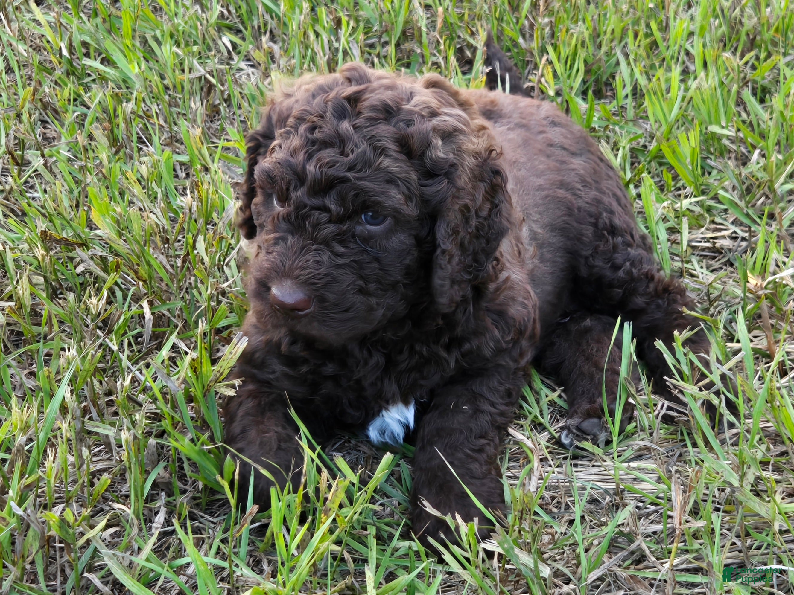 Newfypoo dogs Dr. Pepper - Ad 6