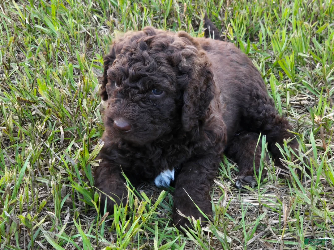 Newfypoo dogs for sale: Dr. Pepper - Ad 1