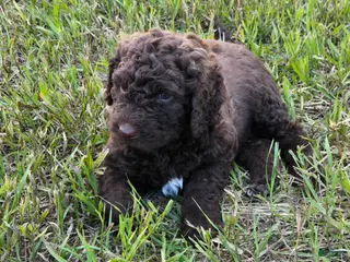 Newfypoo dogs Dr. Pepper - Ad 9
