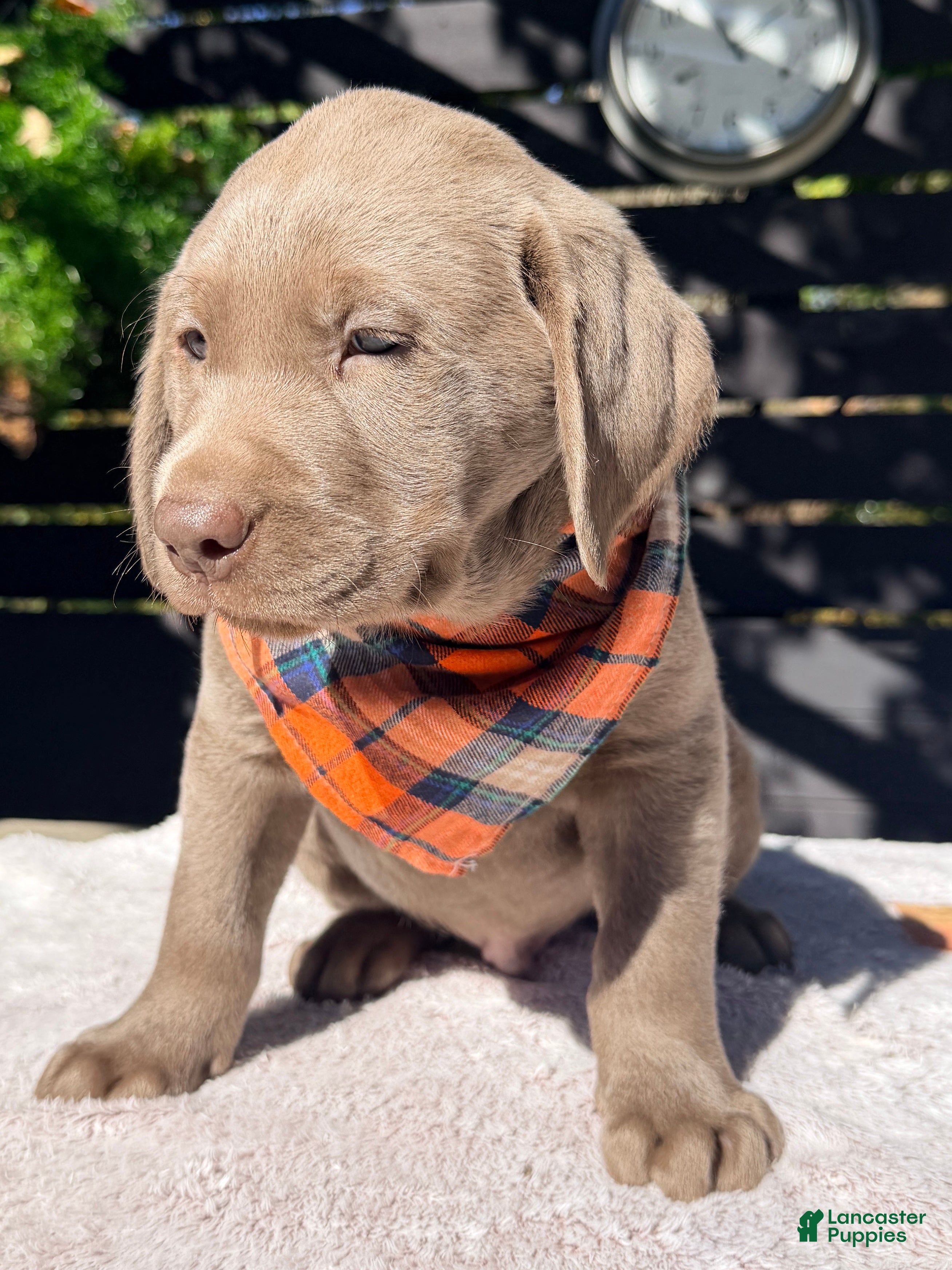 Labrador Retriever dogs for sale: Charlie - Ad 2