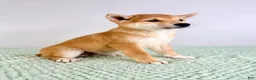 Shiba Inu dogs for sale: AKC Ping - Ad 3
