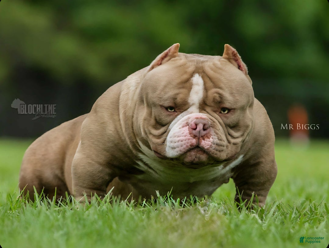 American Bully dogs for sale: American Bully Puppy 1 - Ad 9