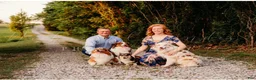 Australian Shepherd dogs for sale: Lemon - Ad 8