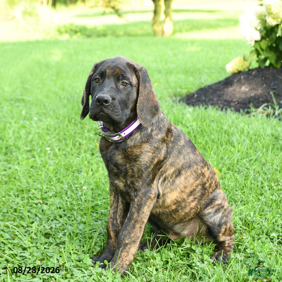 English Mastiff dogs Lyla - Ad 2