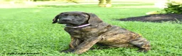 English Mastiff dogs for sale: Lyla - Ad 2