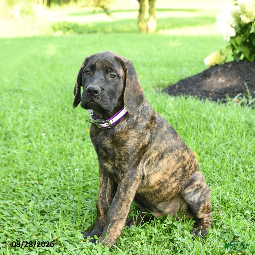 English Mastiff dogs for sale: Lyla - Ad 2