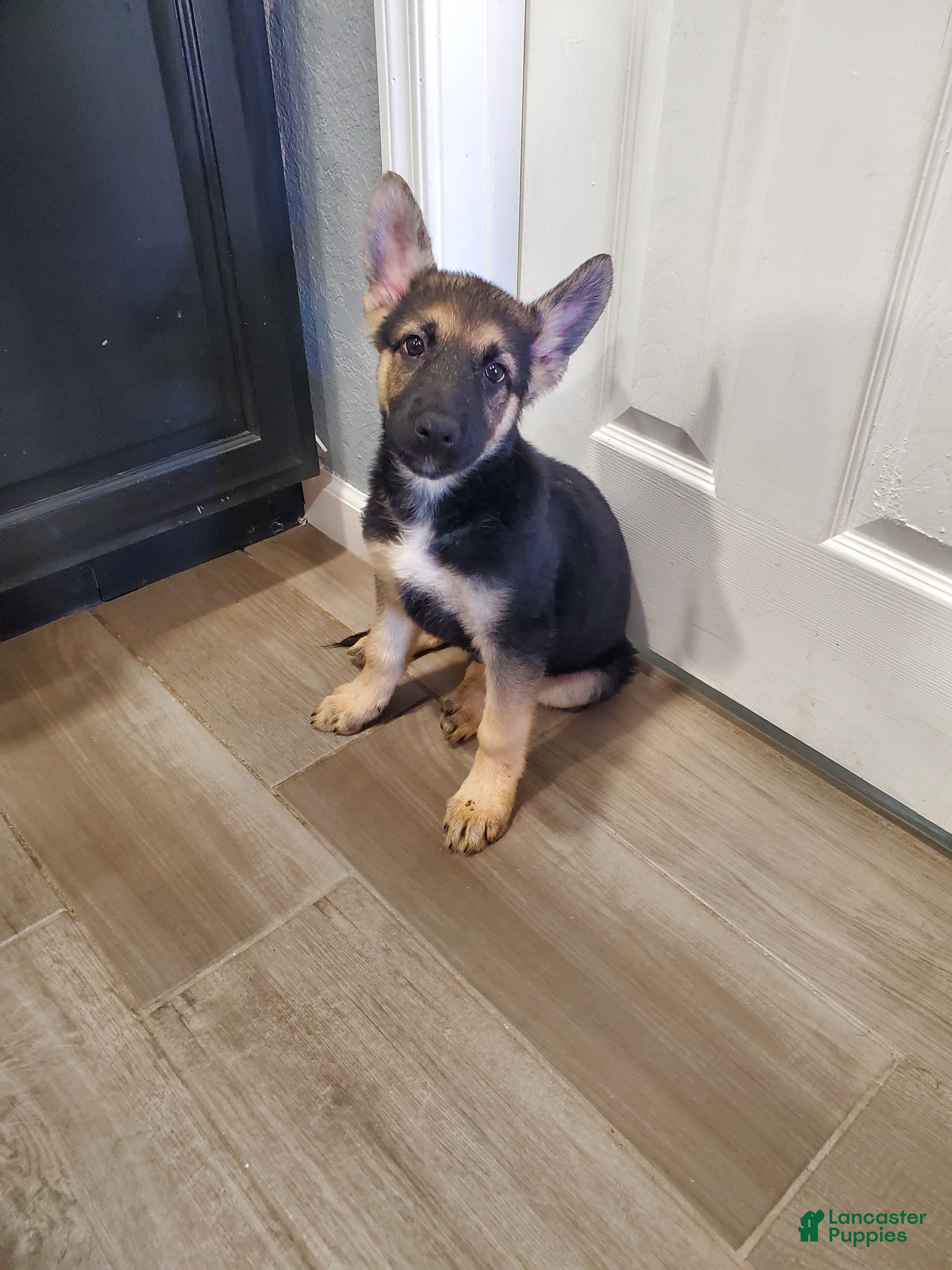 German Shepherd dogs German Shepherd Puppy 4 - Ad 5