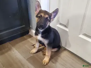 German Shepherd dogs German Shepherd Puppy 4 - Ad 3