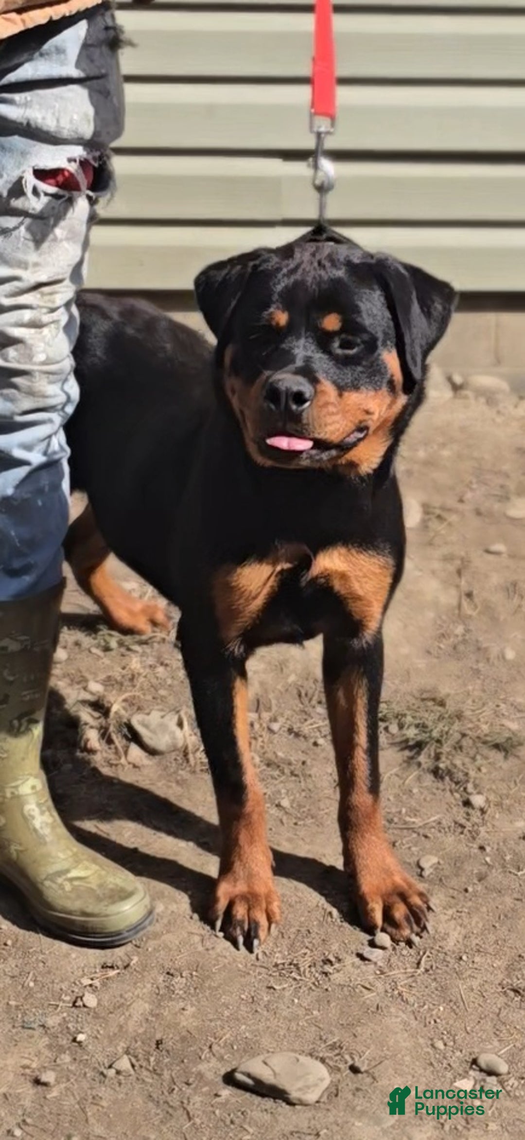 Rottweiler dogs for sale: Princess XXL Doneyuno  - Ad 3