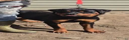Rottweiler dogs for sale: Princess XXL Doneyuno  - Ad 4