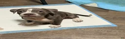American Pit Bull Terrier dogs for sale: American Pit Bull Terrier 1 - Ad 2