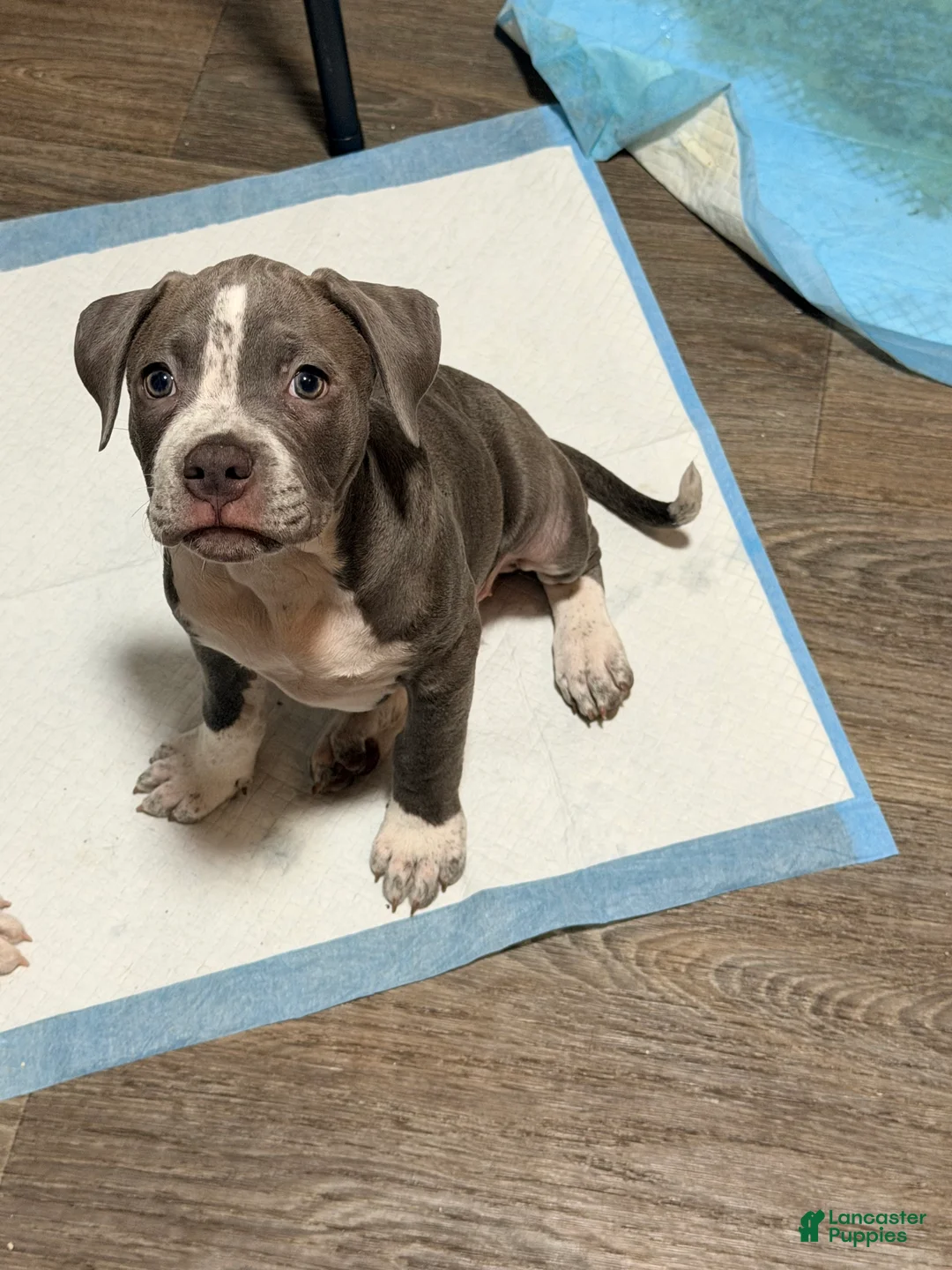 American Pit Bull Terrier dogs for sale: American Pit Bull Terrier 1 - Ad 2