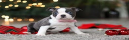 Boston Terrier dogs for sale: Missy - Ad 4
