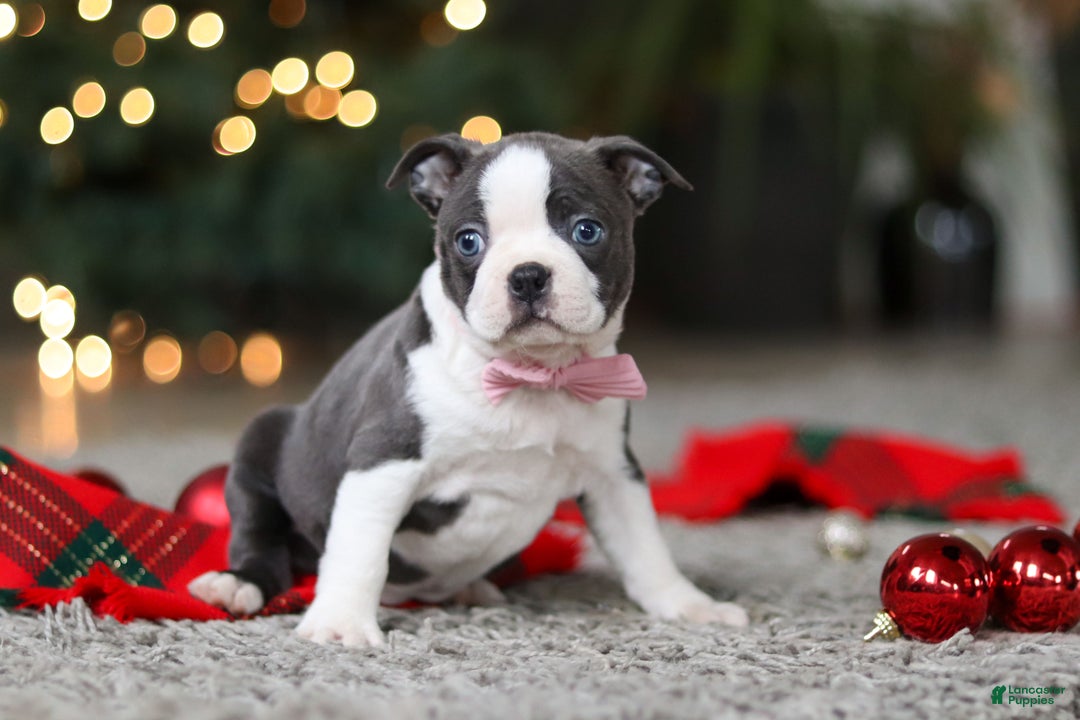 Boston Terrier dogs for sale: Missy - Ad 4